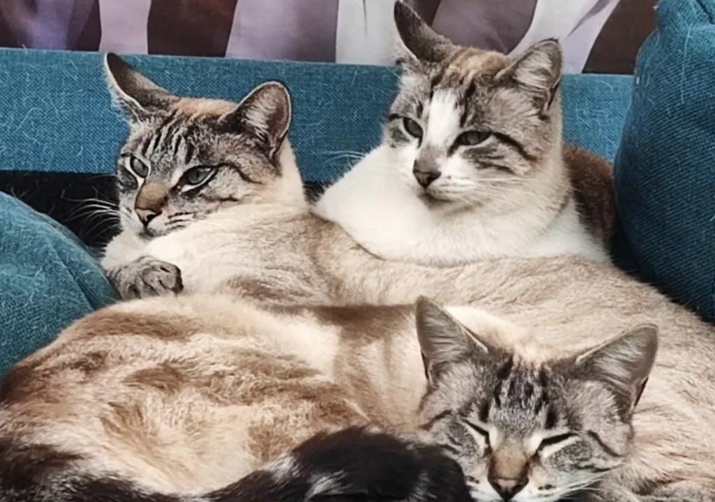 Os gatos