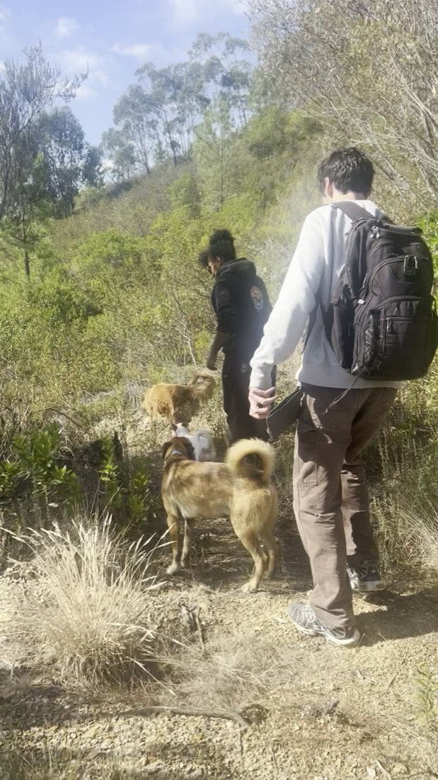 Explorar com os cães