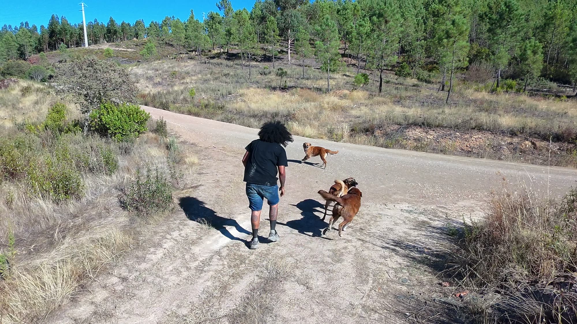 Passeio com os cães